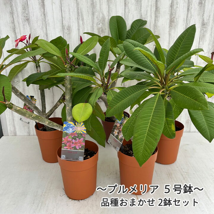 楽天市場】プルメリア 5号鉢 品種おまかせ2鉢セット 鉢花 熱帯植物 