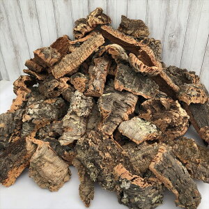 |ށy󂠂zo[WRN fBXvC 5Zbg m  GA[vc CeA