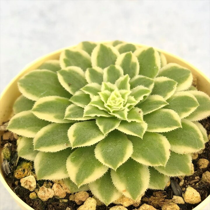 楽天市場】多肉植物 アエオニウム エメラルドアイス 6cmポット 観葉 