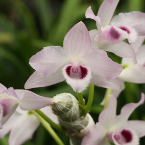 myJԌzfhrE pV[ Z~Ao  7.5cmfĂ m CeA asa