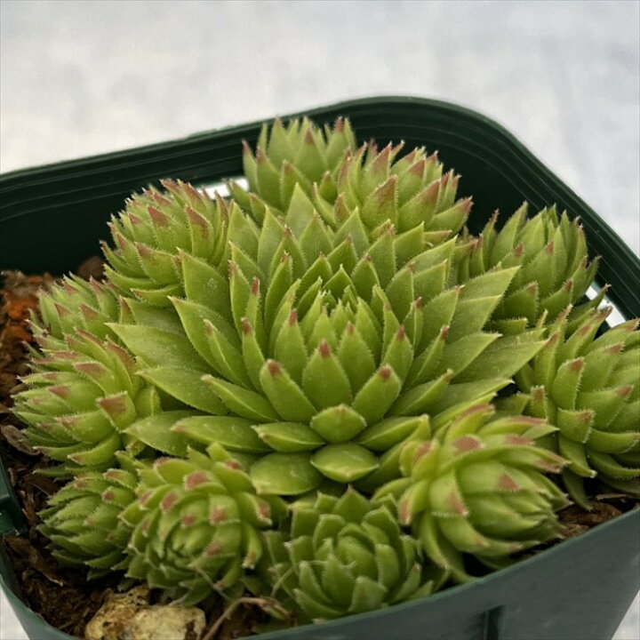 楽天市場】多肉植物 センペルビウム SPN-18 7.5cmポット 観葉植物 