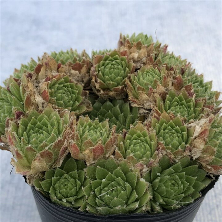 楽天市場】多肉植物 センペルビウム コサニーニ 6cmポット 観葉植物 