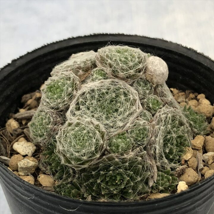楽天市場】多肉植物 センペルビウム 小雀 6cmポット 観葉植物 