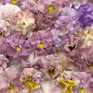 y\̔z rI ݗߏ 9cm|bg ԕc K[fjO ]hrI 12{ȍ~