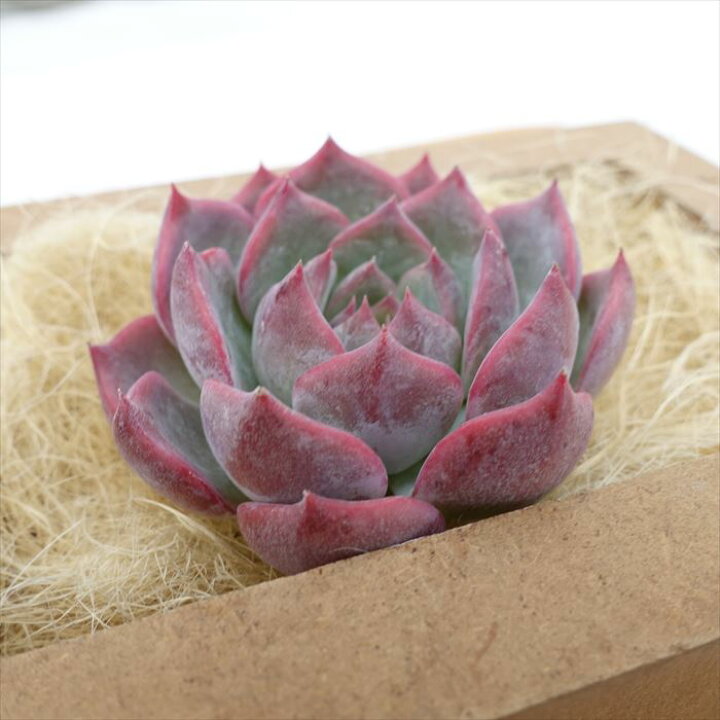 楽天市場】多肉植物 エケベリア キャロライン 韓国苗 抜き苗 カット苗 