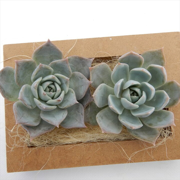 楽天市場】多肉植物 エケベリア ピンクcurie 韓国苗 抜き苗 カット苗 