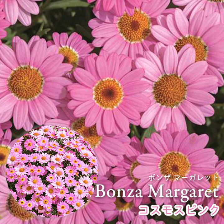 楽天市場 予約販売 ボンザ マーガレット コスモスピンク 登録品種 4号ポット 花苗 ガーデニング H L 4月中旬以降発送 レイテストプランツ