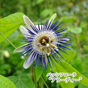 �y�\��̔��z �p�b�V�t���[�� �A���[�f�B�[ 9cm�|�b�g �g�P�C�\�E ���v�� �p�b�V�����t�����[ �ԕc ��� �K�[�f�j���O ekz 5�����{�ȍ~����