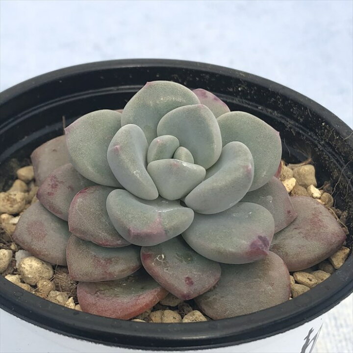 楽天市場】多肉植物 エケベリア アモーレパーティー 9cmポット 観葉 