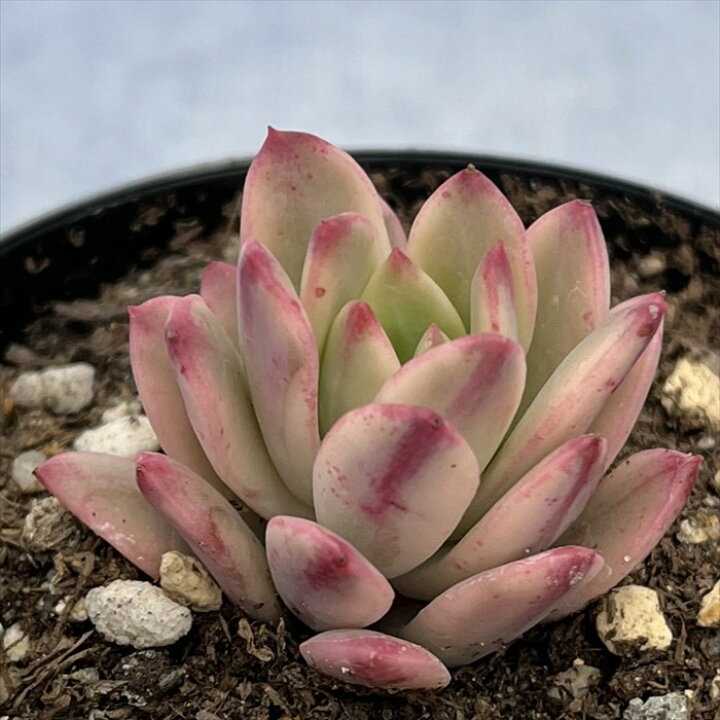 楽天市場】多肉植物 エケベリア ミニベル錦 7.5cmポット 観葉植物 