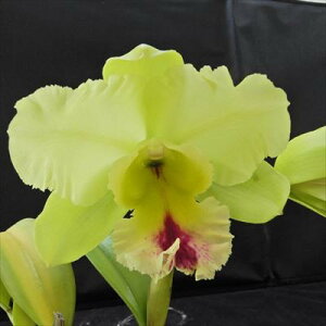 myJԌzJgA }WbNhD i|I Blc.Magic Meadow fNapoleonf 5`6 m m CeA hni