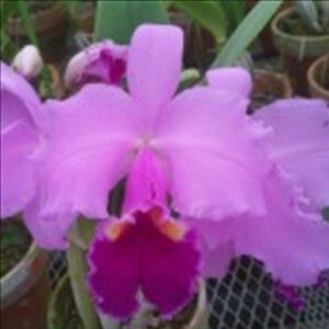 myJԌzJgA AC zM XC[g XvO Lc.Irene Holguin fSweet Springf 5`6 m m CeA hni