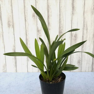 y[zVrWE ~X}tFbg ciLEw×f{jAijCym.Miss Muffet 4 ~co`W߂闖 oka