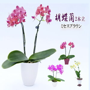 Mtg R`E 2{ ~ZXuE 3 Ӓ m m  Ε v[g