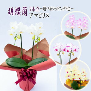 Mtg R`E 2{ A}rX 4 Iׂ郉bsO Ӓ m m  Ε v[g