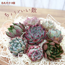 多肉植物 エケベリアカット苗 名札付き8個セット 寄せ植え 送料無料 観葉植物 インテリア toc