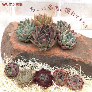 A GPxAJbgc Iׂ閼DtZbg 񂹐A  ϗtA CeA toc