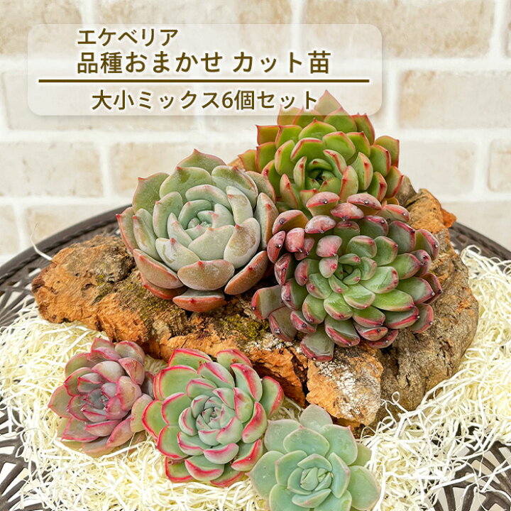 楽天市場】多肉植物 エケベリアカット苗 大小ミックス6個セット 寄せ 