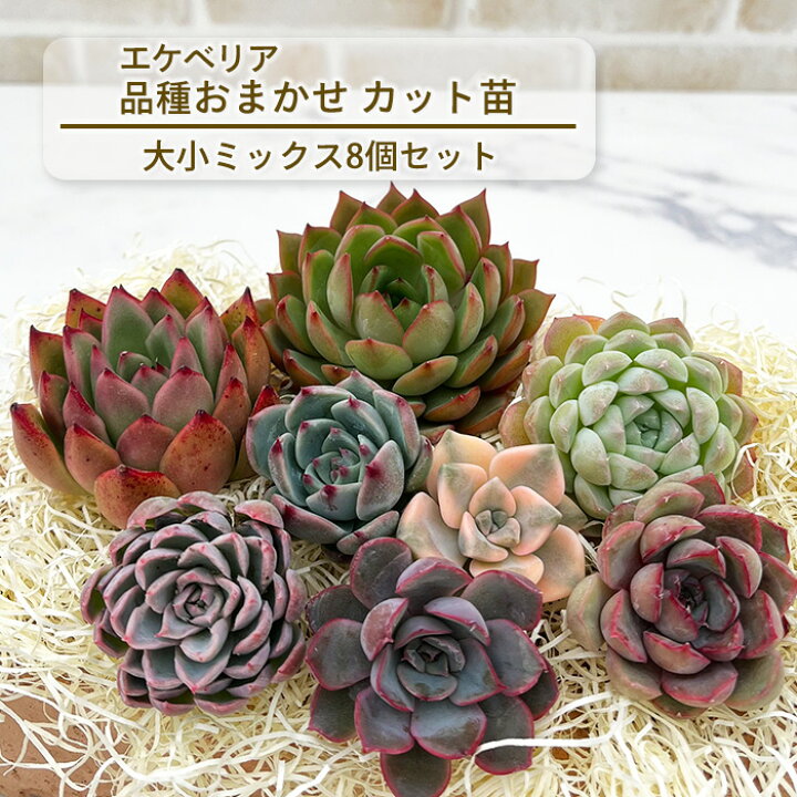 楽天市場】多肉植物 エケベリアカット苗 大小ミックス8個セット 寄せ 