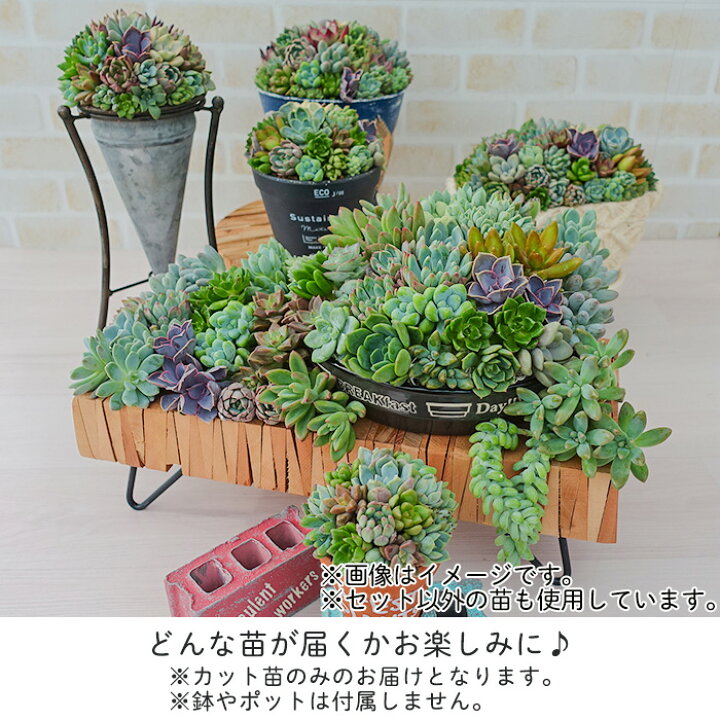 楽天市場】【柏屋商店さん直送】多肉植物 送料無料 品種おまかせカット 