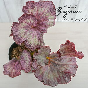 y܂Ȃ\؁zy\̔z bNXxSjA J[[}EewCY 3.5|bg xSjA  CeAO[ ChAO[ zil 11{ȍ~