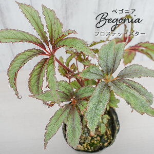 y\̔z bNXxSjA tXebhX^[ 3.5|bg xSjA  CeAO[ ChAO[ zil 3{ȍ~