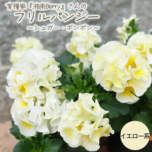 【予約販売】 育種家『湘南Berry』さんのフリルパンジー 〜シュガー・ボンボン〜 イエロー系 10.5cmポット 花苗 寄せ植え ガーデニング snb 11月中旬以降発送