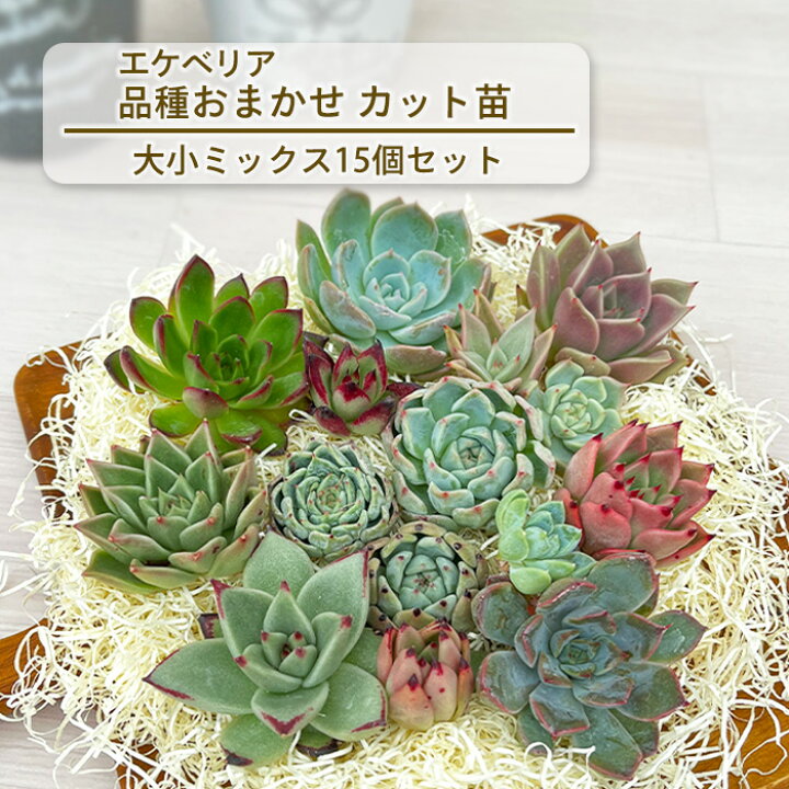 楽天市場】多肉植物 エケベリアカット苗 大小ミックス15個セット 寄せ 