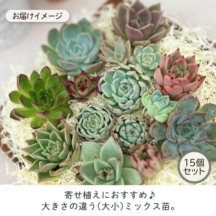 楽天市場】多肉植物 エケベリアカット苗 大小ミックス15個セット 寄せ 