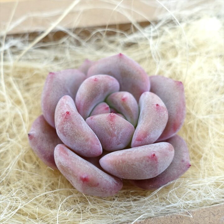 楽天市場】多肉植物 エケベリア アリエル 韓国苗 抜き苗 カット苗 約  