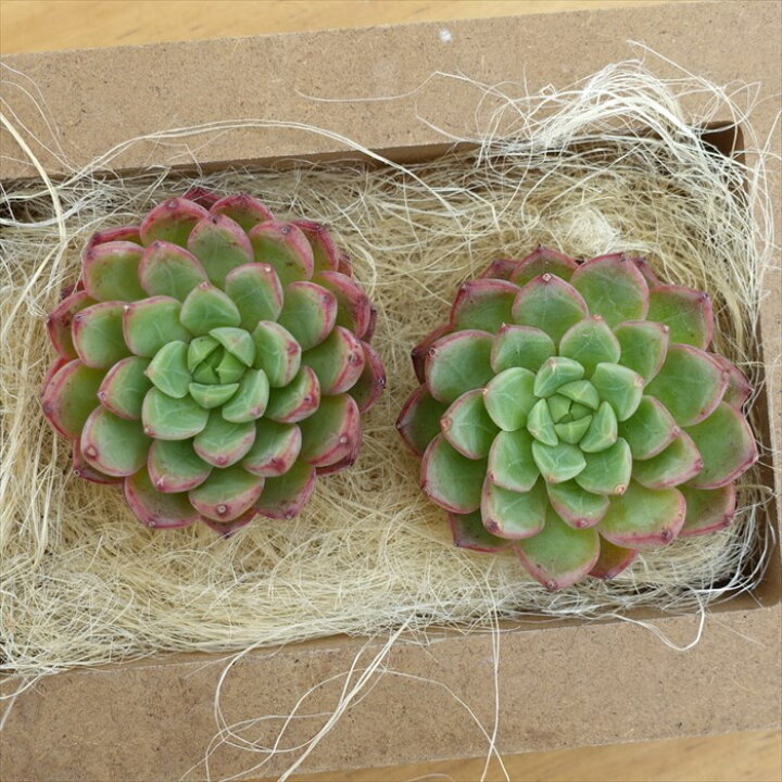 楽天市場】多肉植物 エケベリア マジックフレイム 韓国苗 抜き苗 