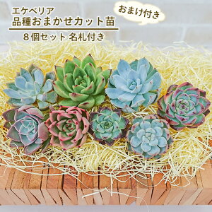 yX[p[Z[z A GPxAJbgc Dt8Zbg ܂t 񂹐A  ϗtA CeA toc