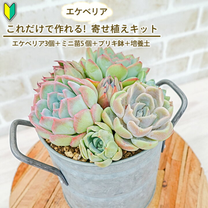 楽天市場】これだけで作れる！エケベリア 寄せ植えキット カット苗3個 