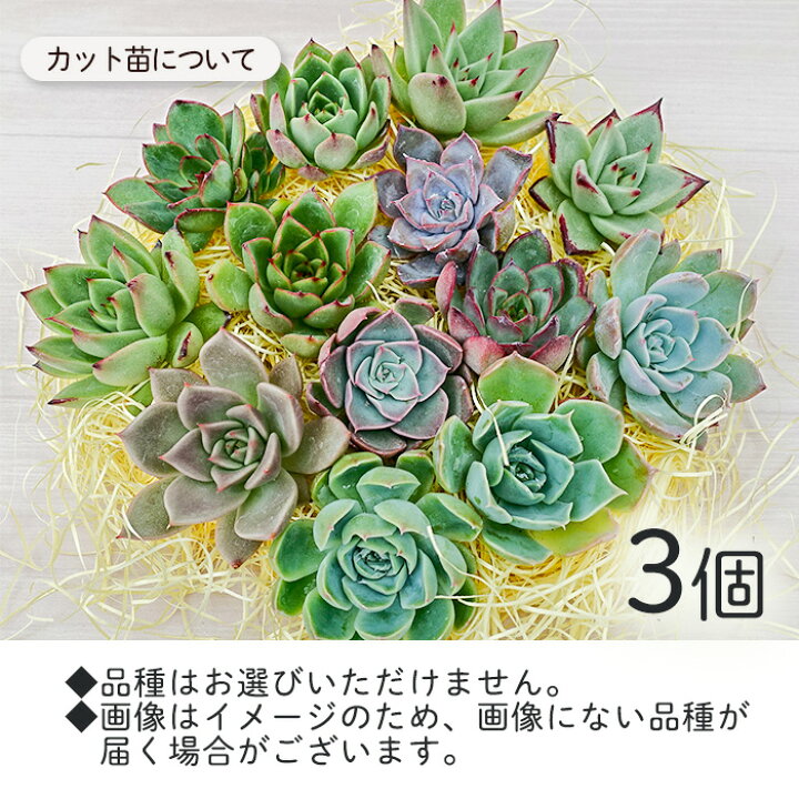 楽天市場】これだけで作れる！エケベリア 寄せ植えキット カット苗3個 