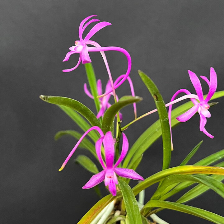 楽天市場】富貴蘭 紅陽 2.5号鉢 フウキラン 風蘭 古典植物 山野草 kih 