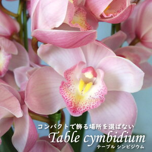 y\̔zmyԉtze[uVrWE GUXvO CU[h 4 VrW[ m CeA sno 12{ȍ~