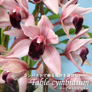 y\̔zmyԉtze[uVrWE f{C ~Ix[ 4 VrW[ m CeA sno 12{ȍ~