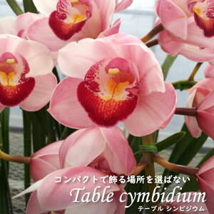 y\̔zmyԉtze[uVrWE XB[gbt ^g 4 VrW[ m CeA sno 12{ȍ~