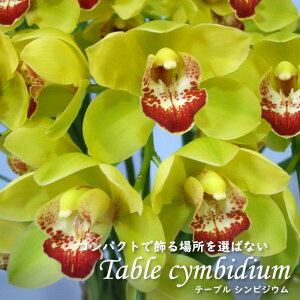 y\̔zmyԉtze[uVrWE u[[r[ S[hbV 4 VrW[ m CeA sno 12{ȍ~