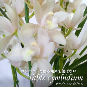 y\̔zmyԉtze[uVrWE j[Z`[ ACX_X 4 VrW[ m CeA sno 12{ȍ~