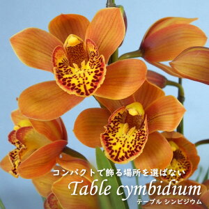 y\̔zmyԉtze[uVrWE GUtH[Xg }WJ 4 VrW[ m CeA sno 12{ȍ~