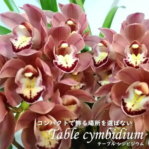 y\̔zmyԉtze[uVrWE ߂ 4 VrW[ m CeA sno 12{ȍ~