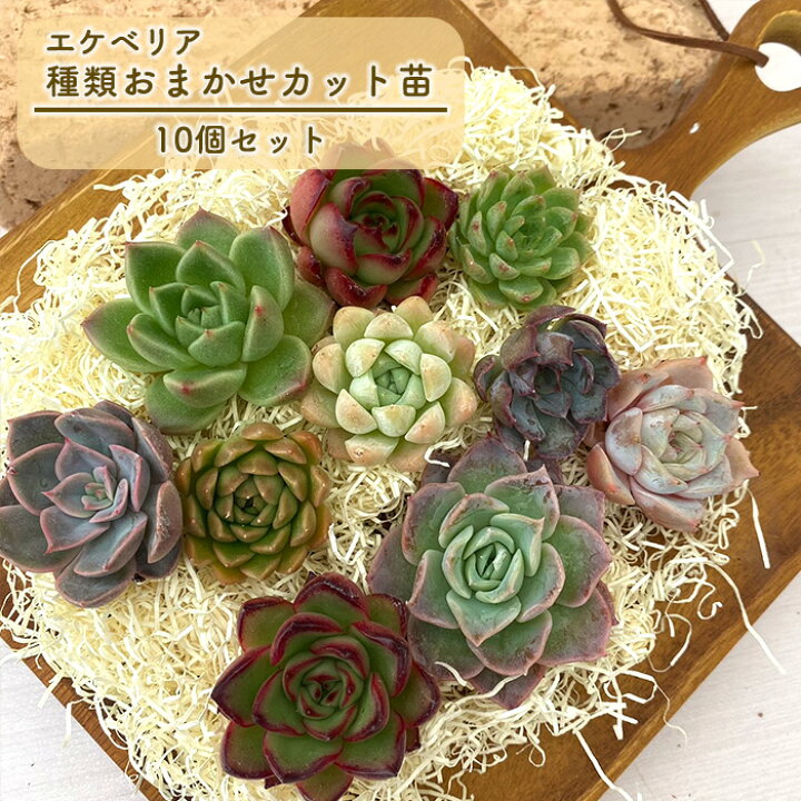 楽天市場】多肉植物 エケベリアカット苗 10個セット 寄せ植え送料無料 