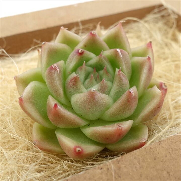 楽天市場】多肉植物 エケベリア マルガン 韓国苗 抜き苗 カット苗 約 