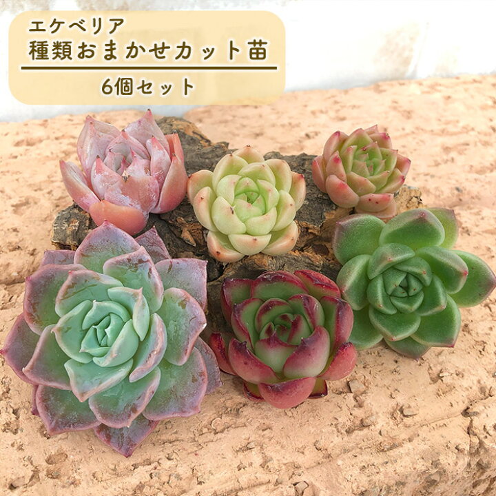 楽天市場】多肉植物 エケベリアカット苗 6個セット 寄せ植え 観葉植物 