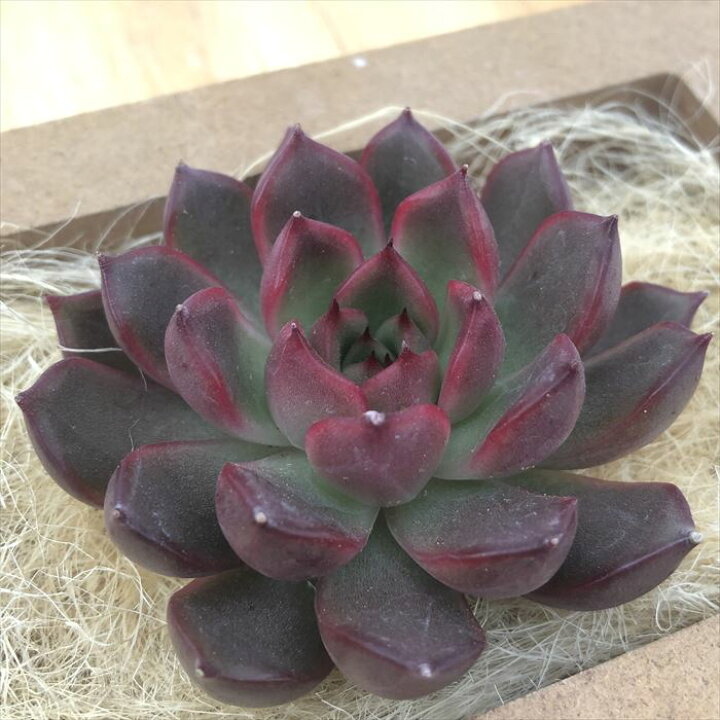 楽天市場】多肉植物 エケベリア レッドベル 韓国苗 抜き苗 カット苗 約 