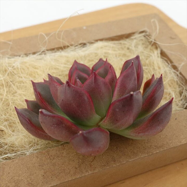 楽天市場】多肉植物 エケベリア レッドベル 韓国苗 抜き苗 カット苗 約 