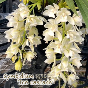 y\̔zmyԉtzVrWE ACXLXP[h 4.5݂蔫 VrW[ m CeA oka 12{ȍ~