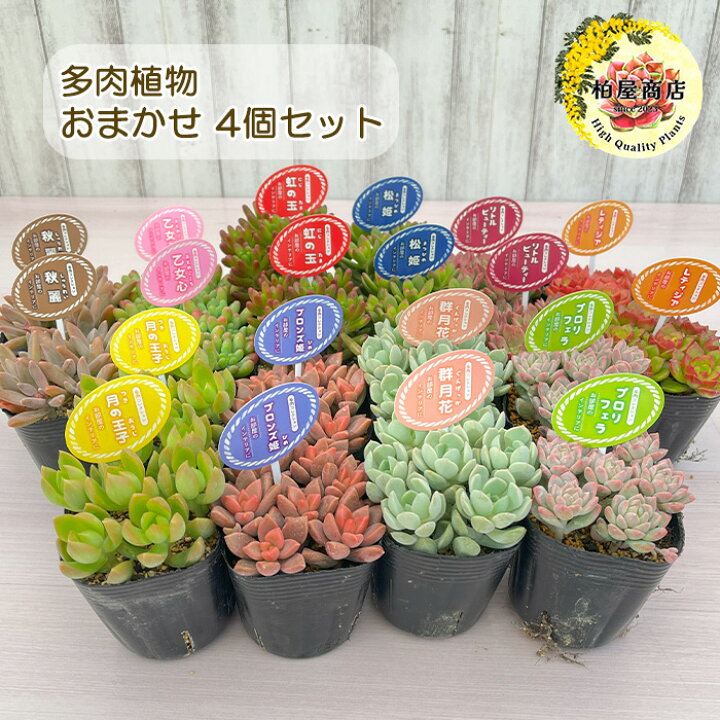楽天市場】多肉植物 おまかせ4個セット 7.5cmポット 柏屋商店さん  