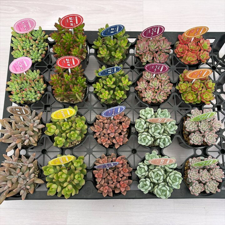 楽天市場】多肉植物 おまかせ4個セット 7.5cmポット 柏屋商店さん 